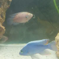 ماهی سیچلاید|ماهی|خوی, |دیوار