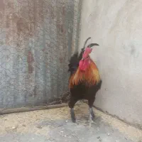 خروس محلی جوان دیلگونی پاپر|حیوانات مزرعه|دهدشت, |دیوار