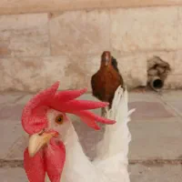 مرغ و خروس