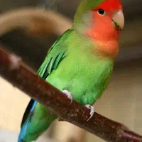 فروش کوتوله برزیلی دستی نژاد خاص|پرنده|شیراز, گلستان|دیوار