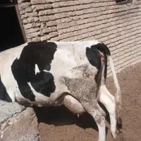 گاوشیری اصل باگوساله