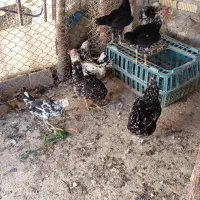 گلین|حیوانات مزرعه|شیراز, دباغ خانه|دیوار