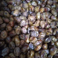 خرما گنطار درجه یک خیلی تمیز و سرحال