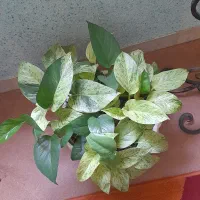 گل پتوس مرمری گلدان بزرگ