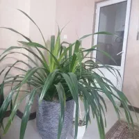 گل پاندانوس ارتفاع 1.5 متر