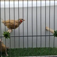 انواع فنچ گلدین شارکول ستاره ای گلوبریده جغدی|پرنده|شیراز, شیشه‌گری|دیوار