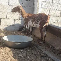 فروش بز صلاله آبستن نزدیک و درجه یک|حیوانات مزرعه|مهران (هرمزگان), |دیوار