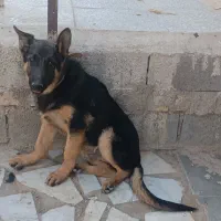 سگ ژرمن توله