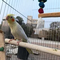 عروس هلندی با قفس