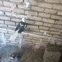 سلام چند جفت تهرانی|پرنده|کرمانشاه, |دیوار