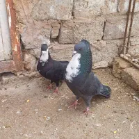 نر و ماده کرواتی سیاه کاکلی