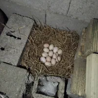 تخم مرغ محلی تازه نطفه دار|حیوانات مزرعه|رضوانشهر, |دیوار