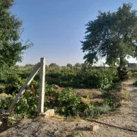 ملک ۱۵۰۰ متر تاکستان|فروش دفتر صنعتی، کشاورزی، تجاری|تهران, سلسبیل شمالی|دیوار