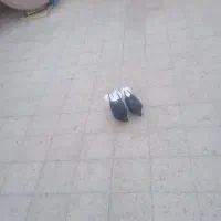 کبوتر|پرنده|اقبالیه, |دیوار