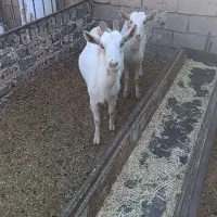 دوعدد بز سانن فروشی