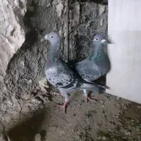 کفتر چاشنی|پرنده|بیرجند, |دیوار