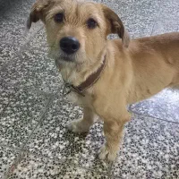 واگذاری رایگان توله نر پاکوتاه