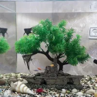 آکواریوم|ماهی|رشت, نخودچر|دیوار