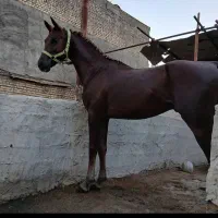 اسب یک سر