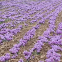 نیازمند کارگرجمع آوری گل زعفران
