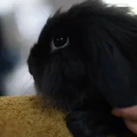 واگذاری خرگوش لوپ نر