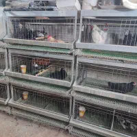 قفس مرغ زینتی پراور