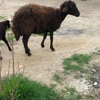 میش.گوسفند بره شیشک