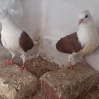 یک جفت جوجه لویی دوکت