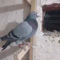 پرنده|پرنده|شیروان (خراسان), |دیوار