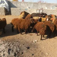 حیوانات مزرعه|حیوانات مزرعه|اردبیل, |دیوار