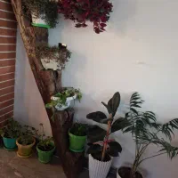 نیروی سالن کار