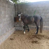 اسب نیله|اسب و تجهیزات اسب‌سواری|شبانکاره, |دیوار