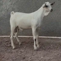 نر سومال فروشی