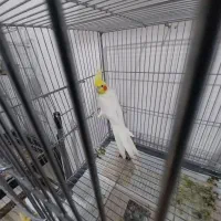 عروس هلندی لوتینو نر اورجینال|پرنده|شهریار, شهرک امیریه|دیوار