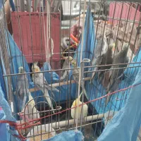 عروس هلندی|پرنده|تهران, جیحون|دیوار