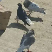 زاغ دمسفید گمشده.