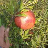 انار شیرین درجه یک|خوردنی و آشامیدنی|شاهرود (اردبیل), |دیوار