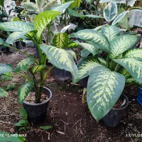 انواع گلهای اپارتمانی فروش بدلیل تغییر شغل