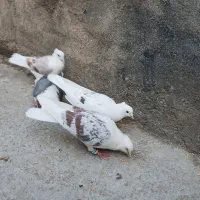 کبوتر پلنگ نباتی