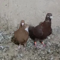 فروش کبوتر