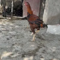 خروس لاری