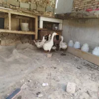 فروش غاز محلی و قو|حیوانات مزرعه|مهاباد (آذربایجان غربی), |دیوار