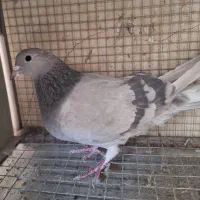 ماده دمگیر خرقه کیپ نقره ای جودی