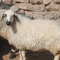 میش‌مناسب برای داشت‌کشتارچاق‌‌‌معامله بابز
