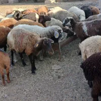 گوسفند کاور