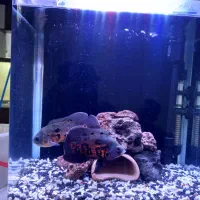 اسکار گرید بالا