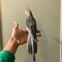 طوطی عروس هلندی نر شاه تخم دستی