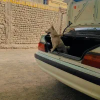 سگ شیواوا ماده