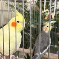 عروس هلندی|پرنده|تهران, شهرک شریفی|دیوار