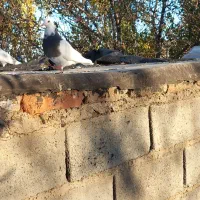 کبوترطوقی ماده|پرنده|اهر, |دیوار